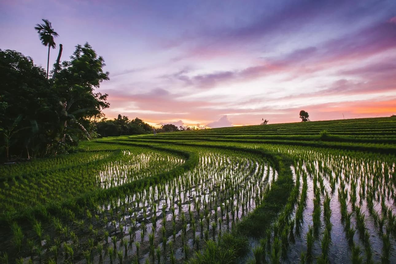 Rizières à Canggu, Bali — région BEL-AIR INTERNATIONAL