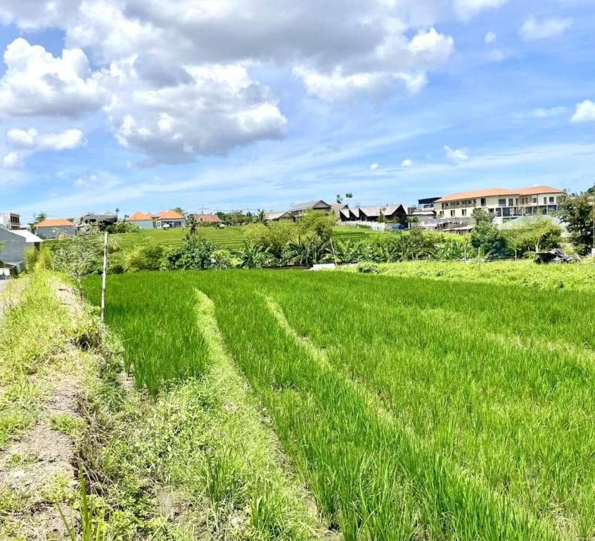Paysage de rizières verdoyantes à Pererenan, Bali