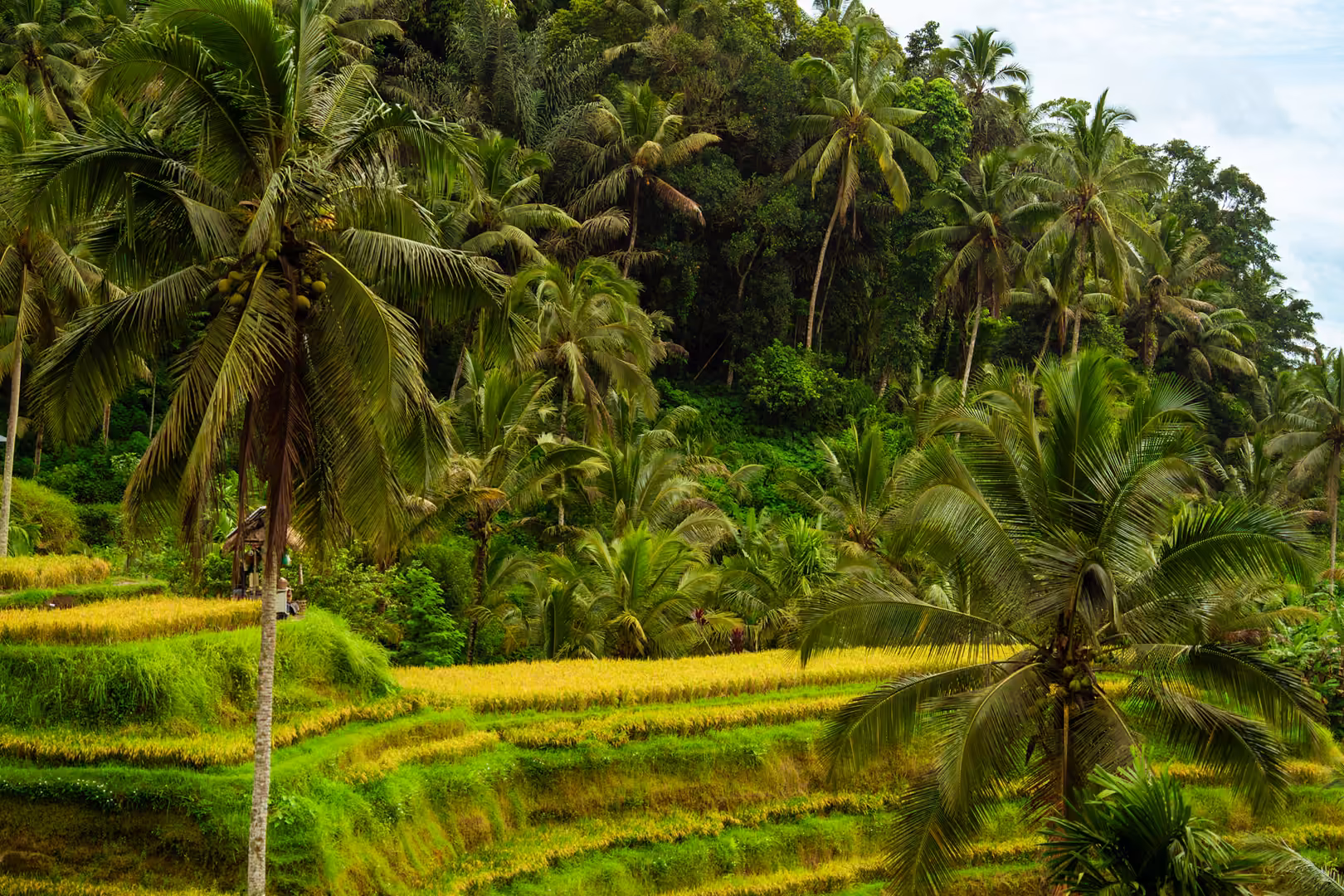 Rizières en terrasses près de Kedisan, à Bali