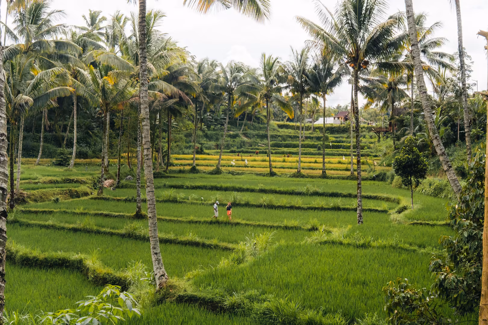 Rizières et cocotiers à Tetebatu, Lombok